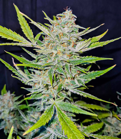 Семена сорта Sweet ZZ Automatic fem (RQS)