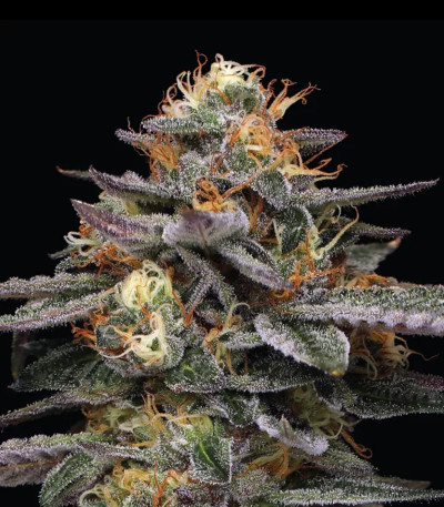 Семена сорта Vanilla Frosting fem (Humboldt Seed Company)