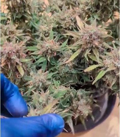 Семена сорта West Coast O.G. Auto fem (FastBuds)