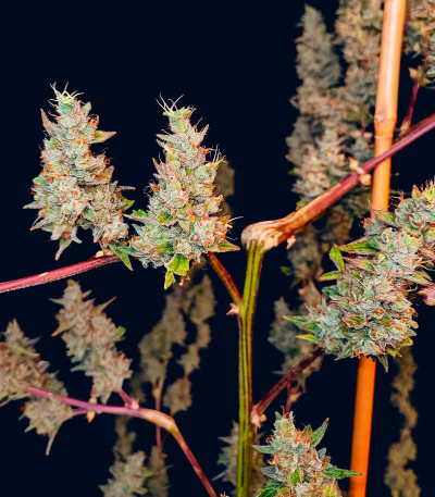 Семена сорта Auto Banana Cookies fem (Advanced Seeds)