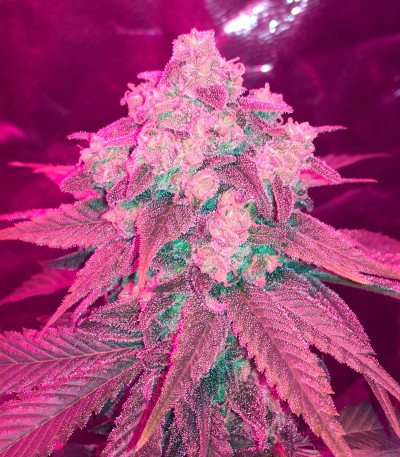 Семена сорта Canadian Kush 2.0 fem