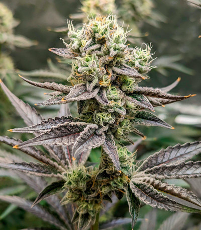 Семена сорта Ethos Cookies R2 fem (Ethos Genetics)