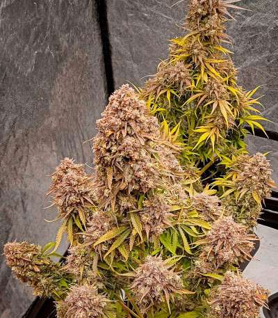 Семена сорта Gorilla Berry Auto fem