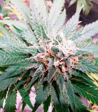 Семена сорта Gorilla Glue (Monster Genetics)