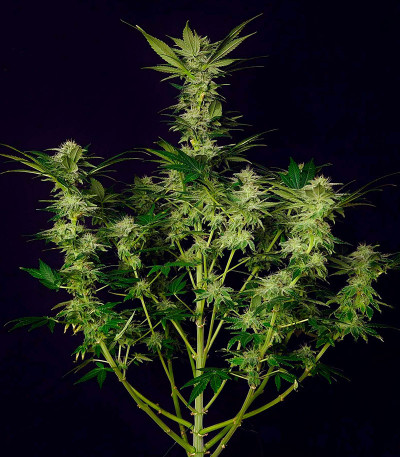 Семена сорта Mimosa Shot fem (Herbies Seeds)