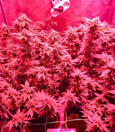 Семена сорта LSD fem (Barney's Farm)