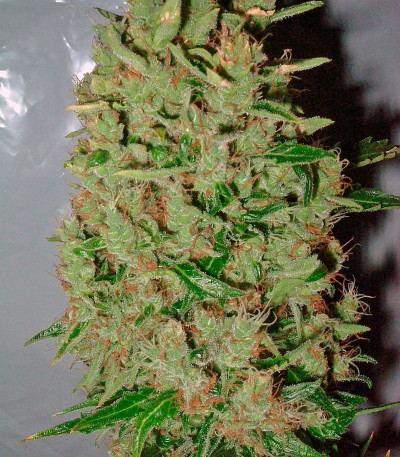 Семена сорта White Widow X The Ultimate reg