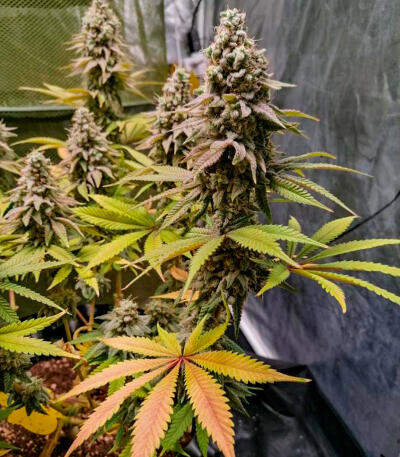 Семена сорта Bruce Banner × Pineapple (7CH Seeds & Cali Buds Seeds)