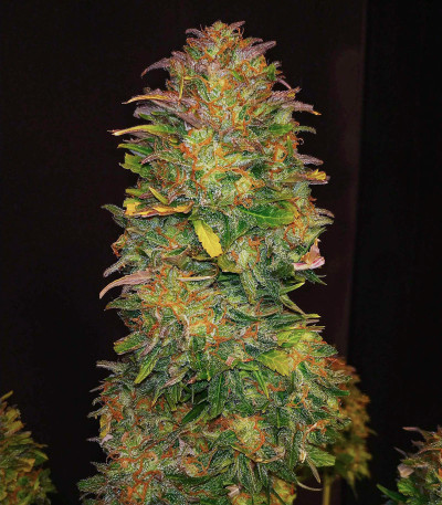 Семена сорта CBD Auto White Widow fem (Dutch Passion)