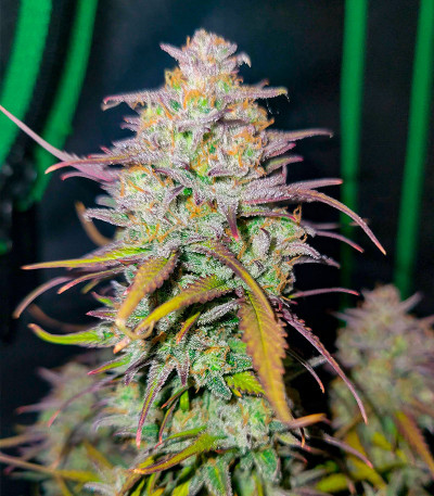 Семена сорта Grape Kong Auto fem от Семяныча