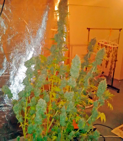 Семена сорта Ice reg (Nirvana Seeds)