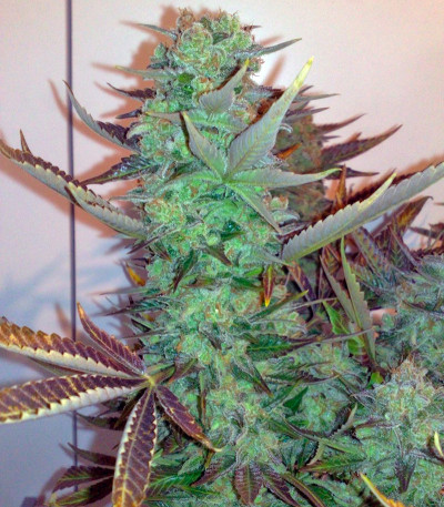 Семена сорта Master kush reg (Dutch Passion)