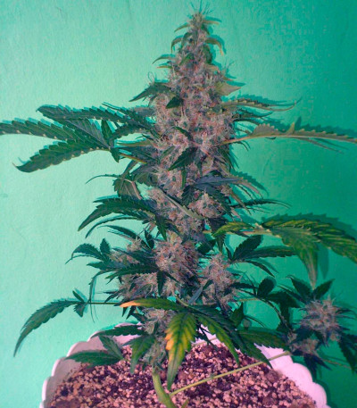 Семена сорта New York City fem (Pyramid Seeds)