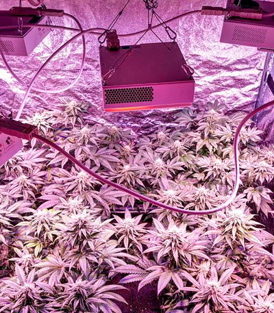 Семена сорта White Widow fem (Dinafem Seeds)