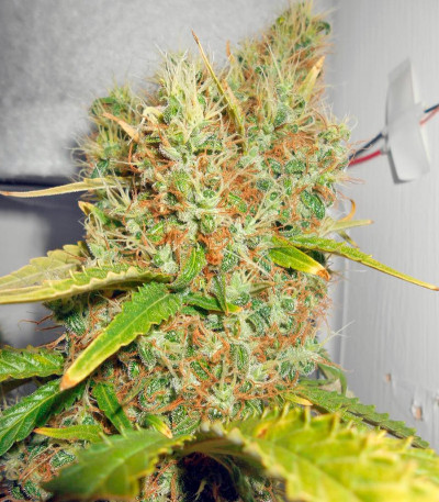 Семена сорта Power Plant fem (Dutch Passion)