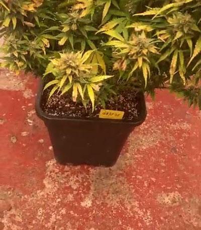 Семена сорта Orange Sherbet Auto fem (FastBuds)