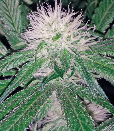 Семена конопли Big Kush