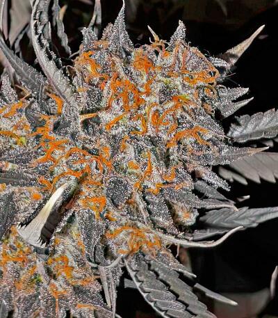 Семена сорта Dos-Vi-Dos 33 fem (Семяныч)