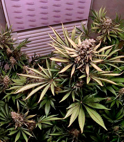 Семена сорта Lemon Thai Kush fem