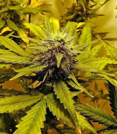 Семена сорта White Widow Automatic fem (Dinafem Seeds)