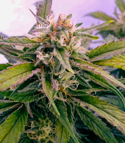Семена сорта Apple Strudel Auto fem (FastBuds)