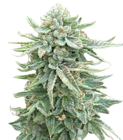 Семена сорта Dozy Doz fem (AlphaFem Seeds)