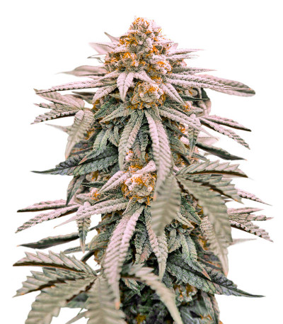 Семена сорта Zookies fem (7CH American)