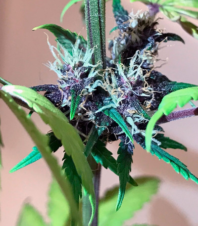 Семена сорта Buddha Purple Kush auto fem