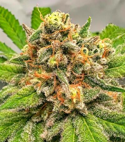 Семена сорта Dos-Vi-Dos 33 fem (Семяныч)