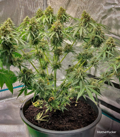 Семена сорта Ak 47 fem (Семяныч)