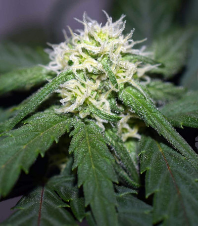 Семена сорта Tangie Auto fem