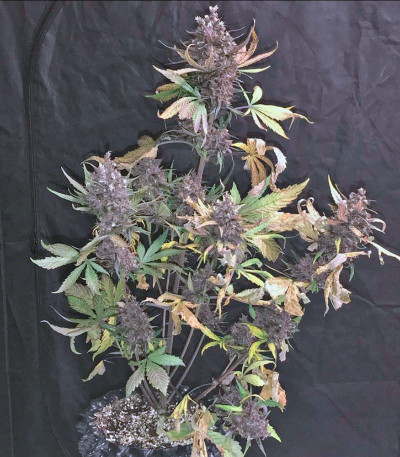 Семена сорта Devil Cream Auto fem (Sweet Seeds)