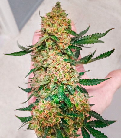 Семена сорта Northern Lights Auto fem (Семяныч)