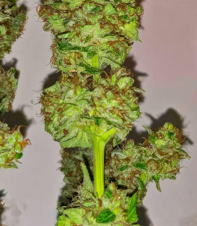 Семена сорта Da Vinci fem (UKHTA)