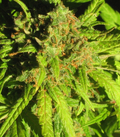 Семена сорта Royal Critical Automatic fem (Royal Queen Seeds)