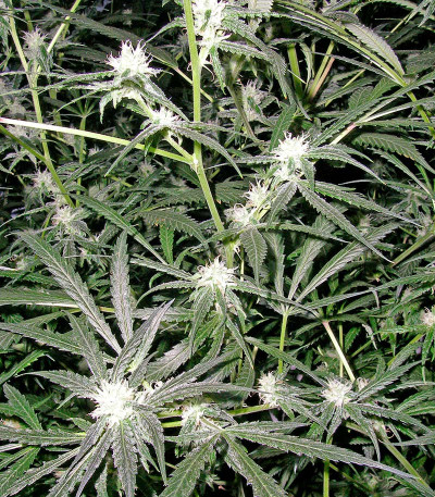 Семена сорта Trainwreck reg (Humboldt Seeds)