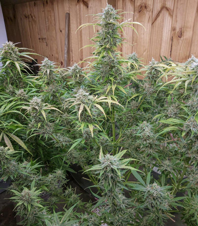 Семена сорта Auto Orange Bud fem (Dutch Passion)