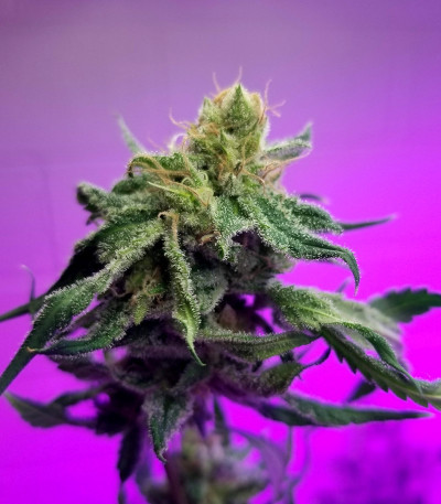 Семена сорта Descojack fem (Delicious Seeds)