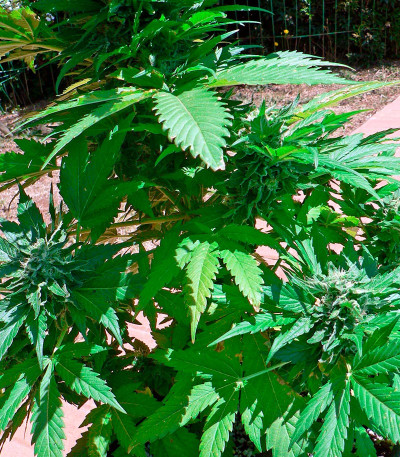 Семена сорта Ice reg (Nirvana Seeds)