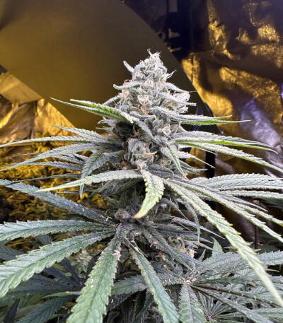 Семена сорта Mimosa × Orange Sherbet (7CH Seeds & Cali Buds Seeds)