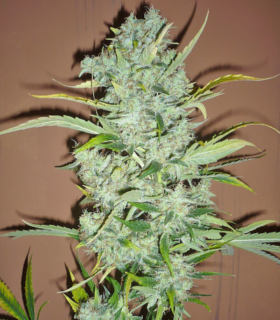 Семена сорта Black Widow fem (Семяныч)