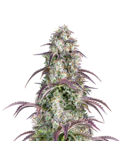 Семена сорта Lemon Pie Auto fem (FastBuds)