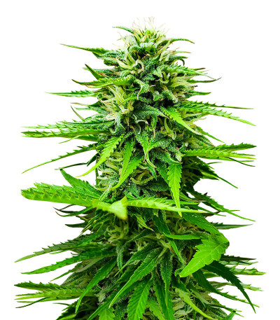 Семена конопли сорта Snow Star Auto