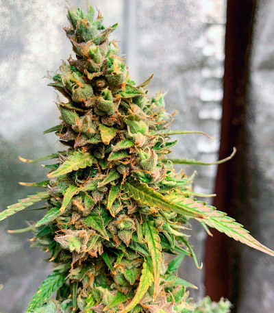 Семена сорта Auto Pineapple Glue fem (Advanced Seeds)