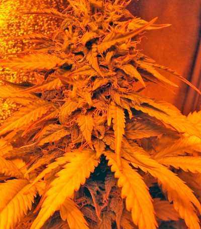 Семена сорта Buddha White Dwarf auto fem