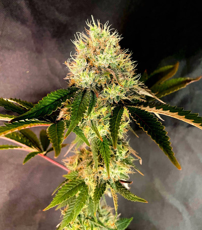 Семена сорта Banana Rapids fem (Dr. Krippling Seeds)