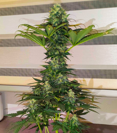 Семена сорта Bruce Banner #3 fem (Herbies Seeds)