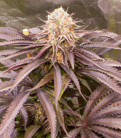 Семена сорта Dozywelly OG fem (AlphaFem Seeds)