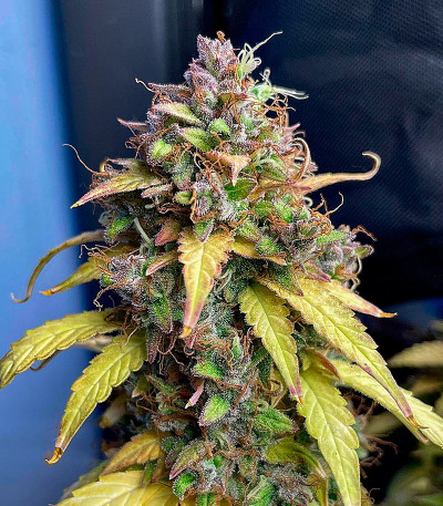 Семена сорта Siberian Sunset Auto fem (Семяныч)