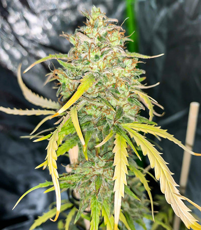 Семена сорта Auto Do-Si-Dos Cookies fem (00 Seeds)